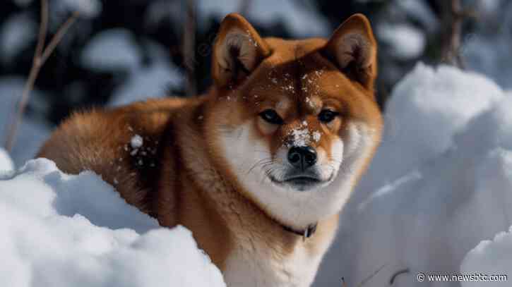 Shiba Inu Price Watch: 60% Rally Catches Whale Attention – Is More Growth Ahead?