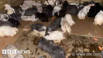 Dozens of rabbits found dead or dying in field