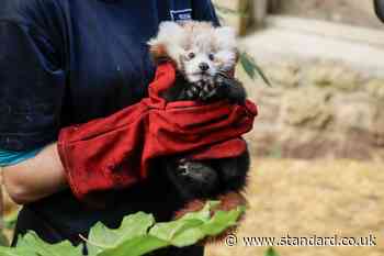 Fireworks blamed for death of red panda kit at zoo