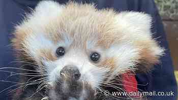 Heartbreak as baby red panda dies of 'firework fright' at Edinburgh Zoo