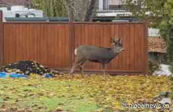 Kelowna, B.C. woman describes frightening deer attack during rutting season