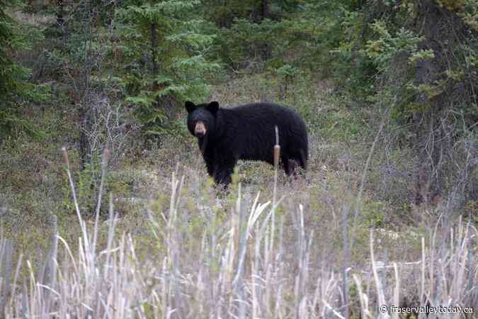 Abbotsford, B.C., man pleads guilty to trafficking in black bear paws