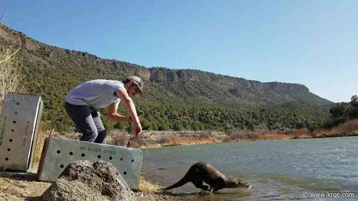 Otter population making comeback in New Mexico