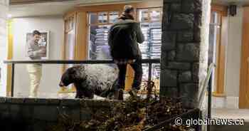 ‘Irresponsible’: Black bear in Whistler Village surrounded by people, TikTok video shows