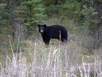 Abbotsford man pleads guilty to trafficking in black bear paws