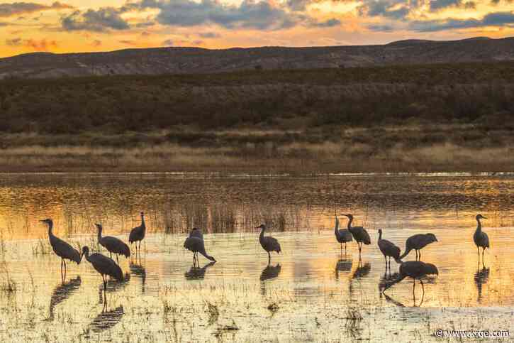 Sandhill cranes return to New Mexico