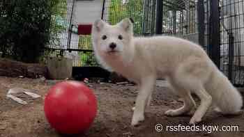 Arctic fox found wandering around Portland to be sent to Wisconsin zoo