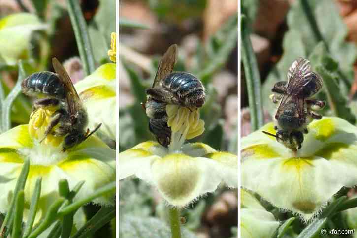 'Buzzworthy': New bee species found in Oklahoma, Texas