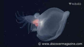 A ‘Mystery Mollusc’ Has See-Through Skin and Wears a Hood to Capture Prey