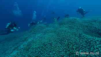 Grootste koraalrif ooit ontdekt in Stille Oceaan: 'Als een kathedraal onder water'