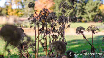 Noch im November: So schneiden Sie Phlox und Clematis richtig