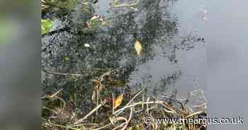 200 dead or dying fish pulled from pond in popular park