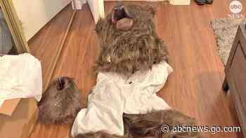 WATCH:  Scammers in bear costumes attacked cars: Officials