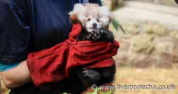 Baby red panda choked to death after being stressed by fireworks