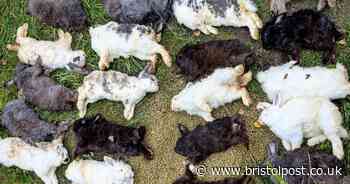 RSPCA urgent investigation after 80 rabbits dumped in woods