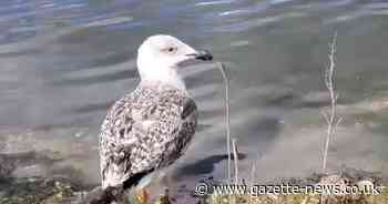 Red listed seagull 'deliberately' killed at north Essex McDonald's weeks after rescue