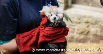 Baby red panda in UK zoo dies after being 'frightened' by Bonfire Night fireworks