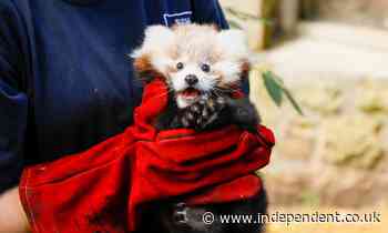 Baby red panda dies ‘from stress’ during fireworks night – days after mother’s tragic death