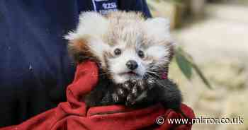 Baby red panda 'dies of fright choking on its own vomit' at UK zoo on Bonfire Night