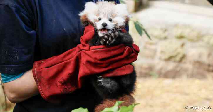 Baby panda chokes to death on its own vomit after getting scared by fireworks