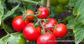 Tomato sweetness boosted by gene editing to knock out two genes