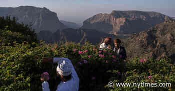 A Trip Through the Pink, Fragrant Rose Fields of Oman