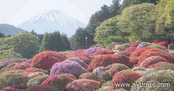 Why Azaleas Are Celebrated in Festivals Across Japan