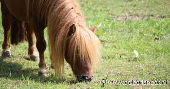 Er werd zo slecht gezorgd voor pony Jory dat deze zijn eigen spieren opat en uit zijn lijden verlost werd, nu krijgt zijn baasje (78) straf