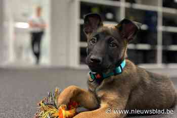 Dit is Conan, de schattige nieuwe rekruut bij politiezone Westkust