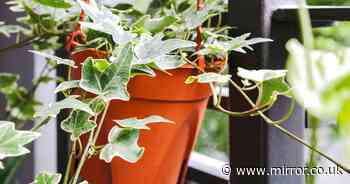 Houseplants that remove dust from the air and help to keep your house clean