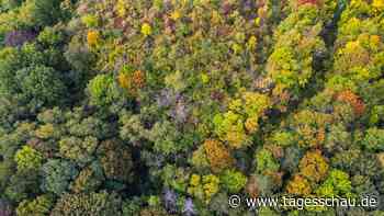 Der Wald der Zukunft hat Migrationshintergrund