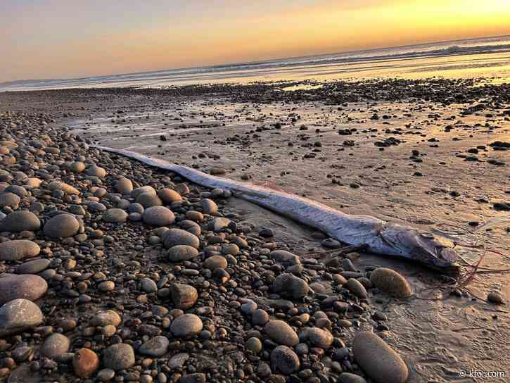 Another rare 'doomsday fish' discovered off Southern California coast