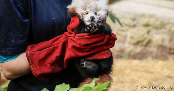 Rotes-Panda-Baby gestorben – Zoo gibt Feuerwerk die Schuld