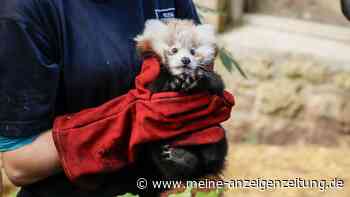 Rotes-Panda-Baby gestorben - Zoo gibt Feuerwerk die Schuld