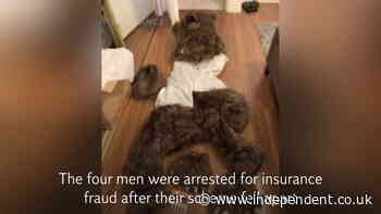 Video: Suspects dress up as bears to fake car attack in insurance scam