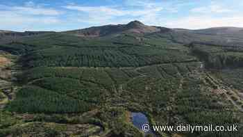 Forest for sale! 'Rolls-Royce' spruce woodland could be yours for just £19.5million - with two hills, ponds and a quarry thrown in