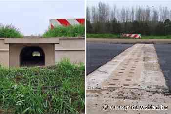 Gedaan met de ingegraven emmers: amfibieëntunnels garanderen veilige overzet voor kikkers in Gondebeekvallei