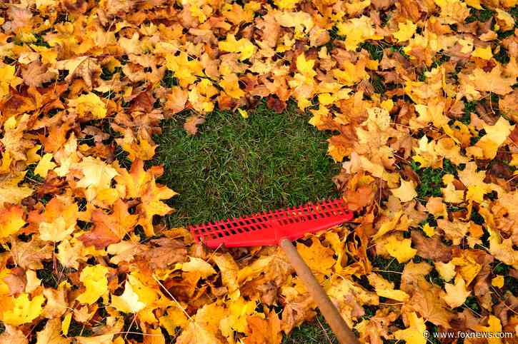 10 essential items for fall lawn care to keep your yard leaf-free