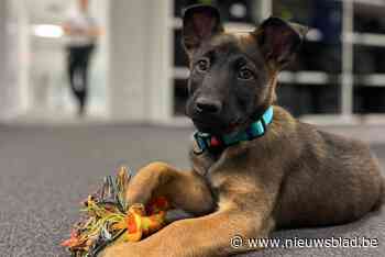 Politiezone krijgt met puppy Conan schattige nieuwe rekruut: “Hij komt uit een echte politiefamilie”