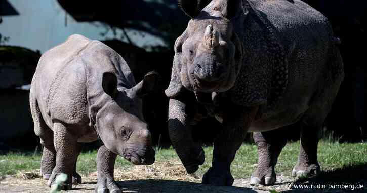 Tierpark Hellabrunn: Nashorn Rapti gestorben