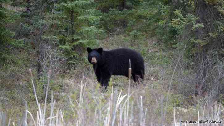 Abbotsford man pleads guilty to trafficking in black bear paws