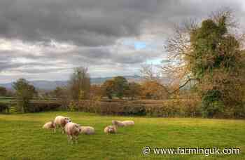 Bluetongue impact survey reveals vaccine concern among farmers