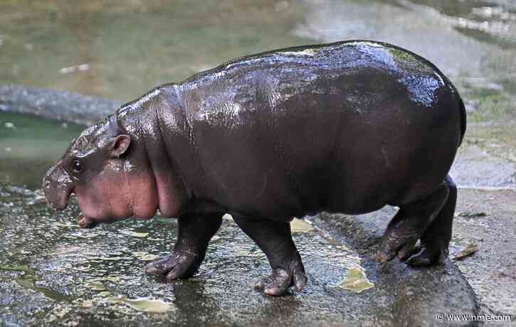 Viral baby pygmy hippo Moo Deng releases official single in four languages