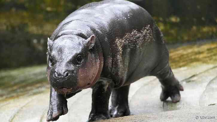 Moo Deng, Thailand's baby pygmy hippo, gets official song in 4 languages