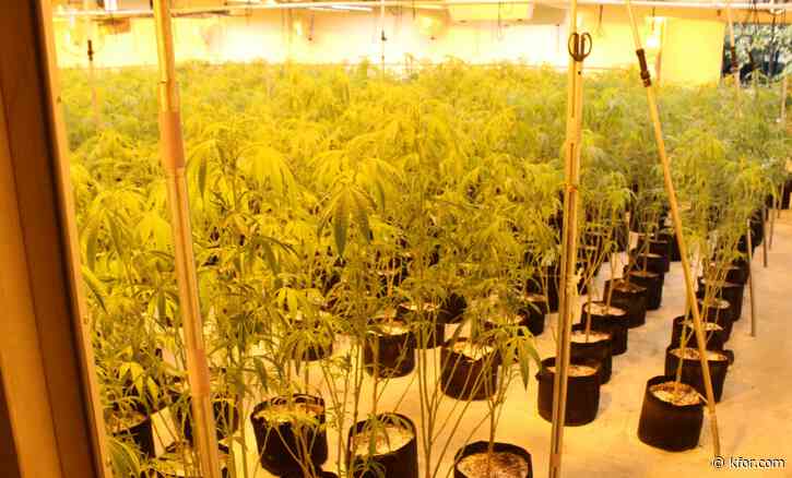 OBN seizes 10,836 marijuana plants in Carter County bust