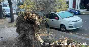 Huge tree which smashed through parked car in Blackheath ‘could have killed someone’