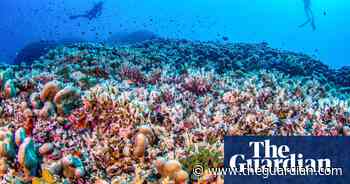 World’s largest known coral discovered in Solomon Islands