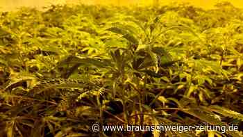 Cannabis-Plantage in Danndorf: Täter schweigt und bleibt in Haft