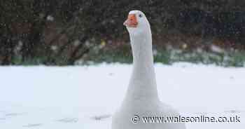 Met Office says 'widespread snow' on low ground possible in Wales