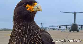 Fliegerhorst Wunstorf: Raubvogel Carlos verscheucht Vögel bei der Luftwaffe